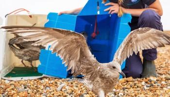 a juvenile gulls is released on the beach