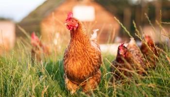 group of free-range hens walking through grass