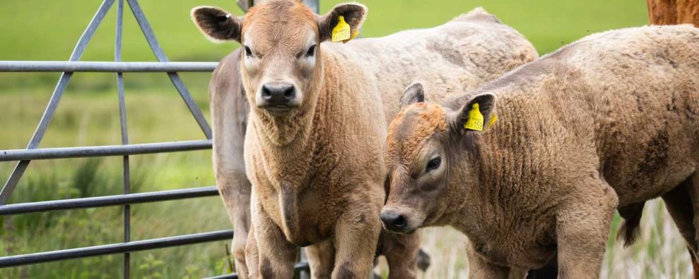 Beef cattle standing in a field in Pett Level, East Sussex