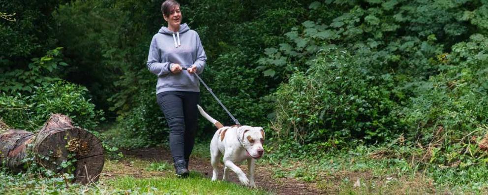 A mastiff cross dog Buddy is being taken for a walk in the woods with his new owner.