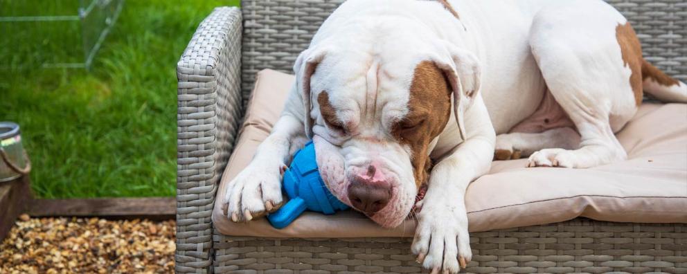 Mastiff cross dog chewing a toy