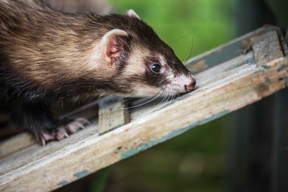 Ferret exploring outside in their enclosure.