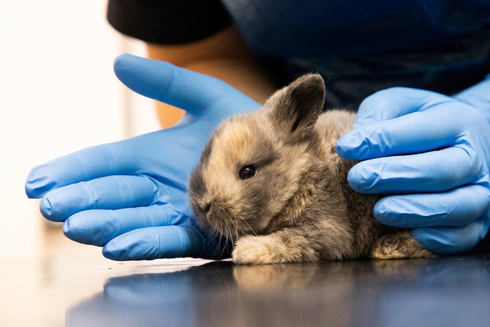 rabbit kitten being examined by vet