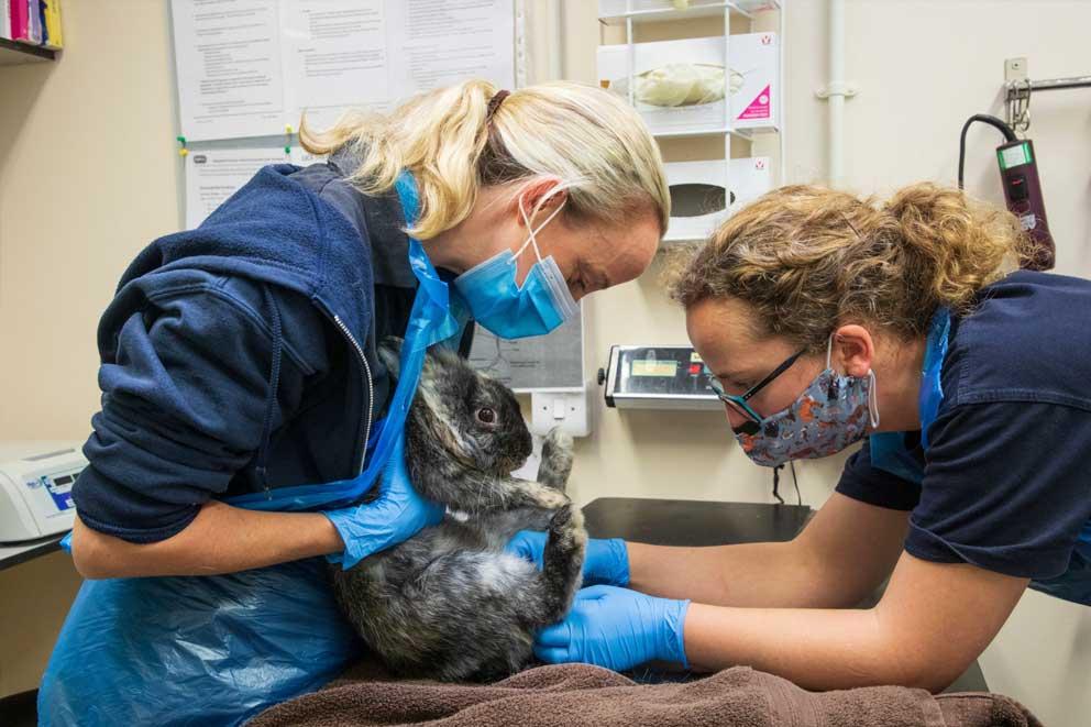Two vets examining a rabbit in the treatmen