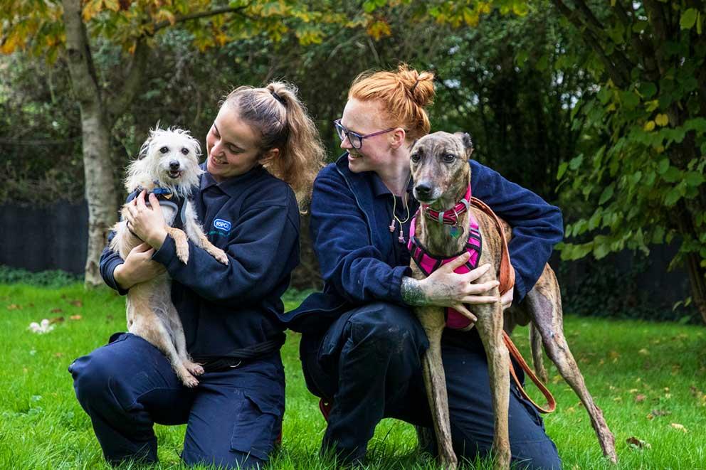 two dogs being held by animal centre staff in a park