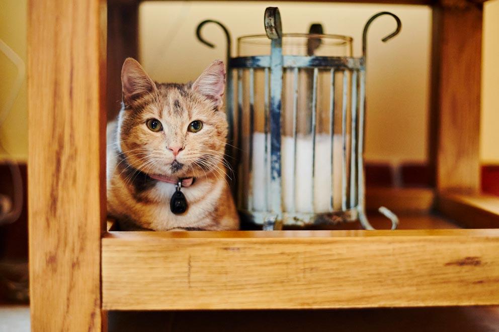 Kitten sitting underneath a table.