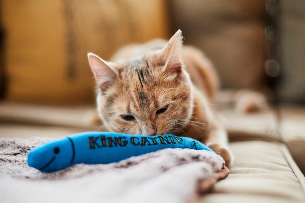 A six month old kitten playing with a cat nip toy at home.