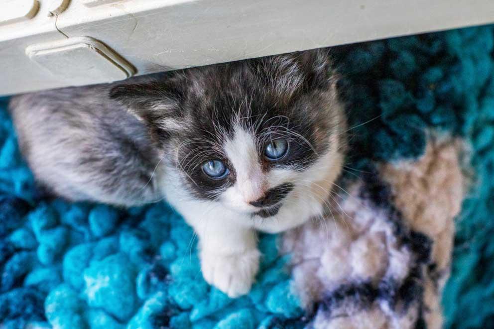 A kitten keeping cosy on a blanket.