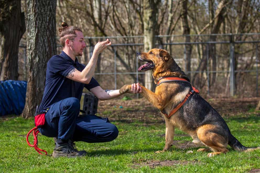 Dog trainer with a dog learning to wait for a 'dog treat' with a paw placed in the trainer's hand.