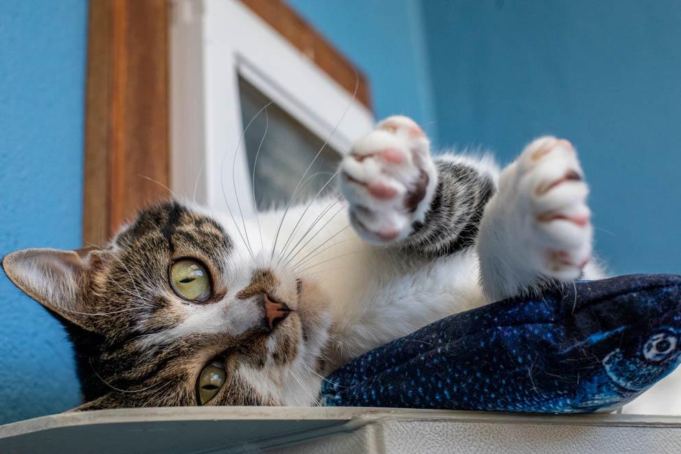 Cat lying on their side with a fish toy next to them.