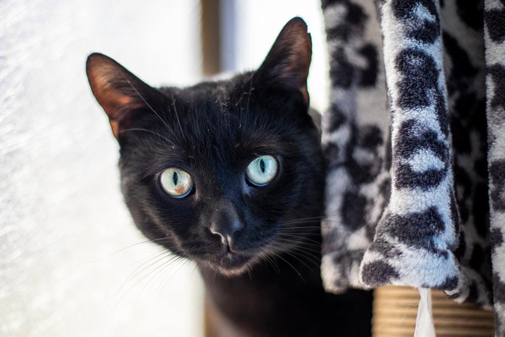 black cat looking out from behind a curtain