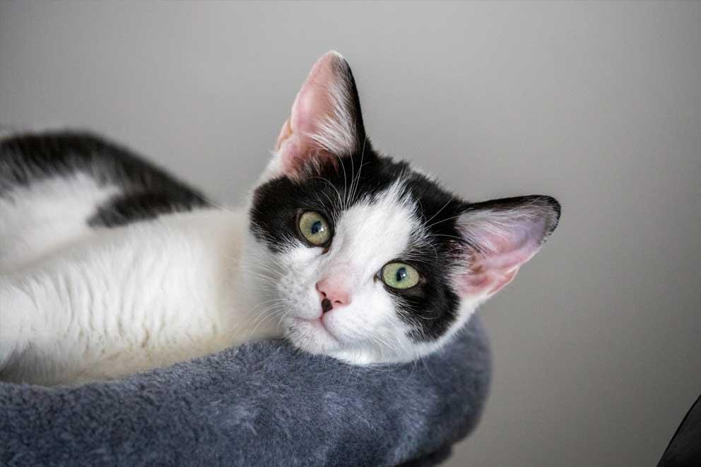 Close up of a black and white cat on a cushion