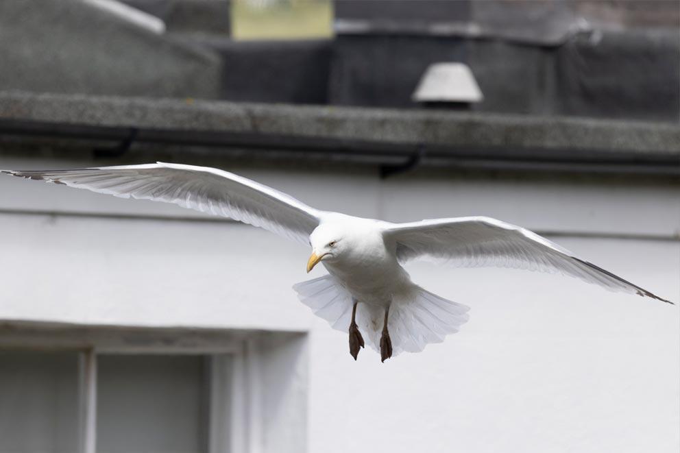 Herring gull gliding in front of houses.