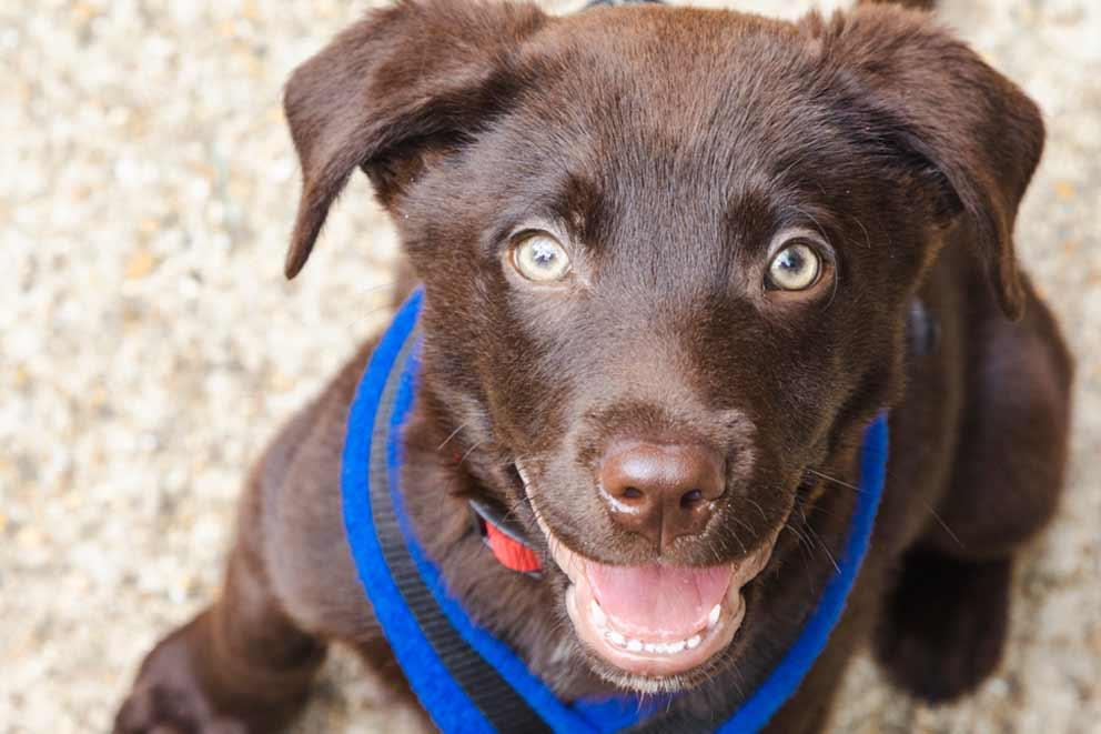 A chocolate labrador puppy on a lead.