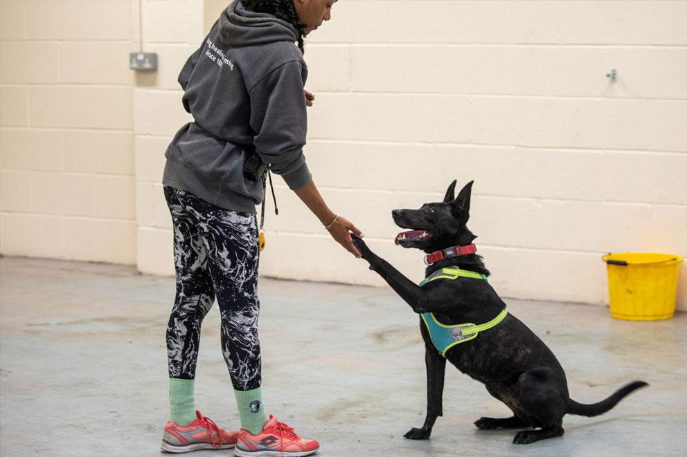 Agility training with animal care assistant and a dog called Rogue indoors.