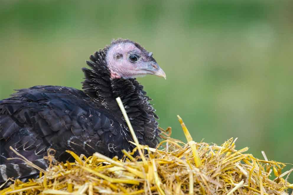 A free-range turkey sitting on a straw bale outdoors in the field.