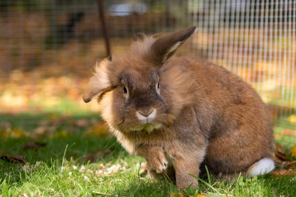 A male Lionhead Lop eared rabbit named Storm at RSPCA Felledge Animal & Equine Centre.