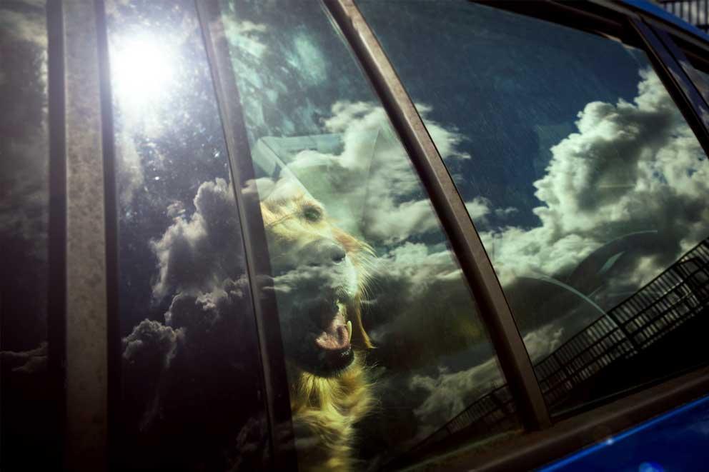 Dog inside a car with the reflection of the sun shining on the car window.