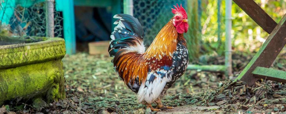 An RSPCA rescue cockerel named Walnut enjoying life in his new home in Dorset.