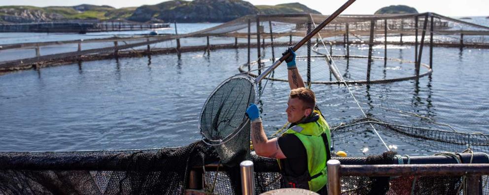 Salmon fish farm workers checking for lice and gill health of salmon on an RSPCA Assured Mowi salmon farm in Scotland.