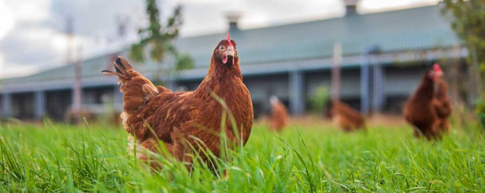 A free-range hen in long grass outside.