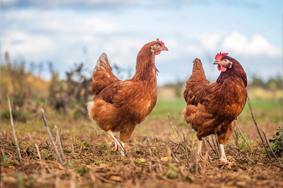 Two chickens walking in a field