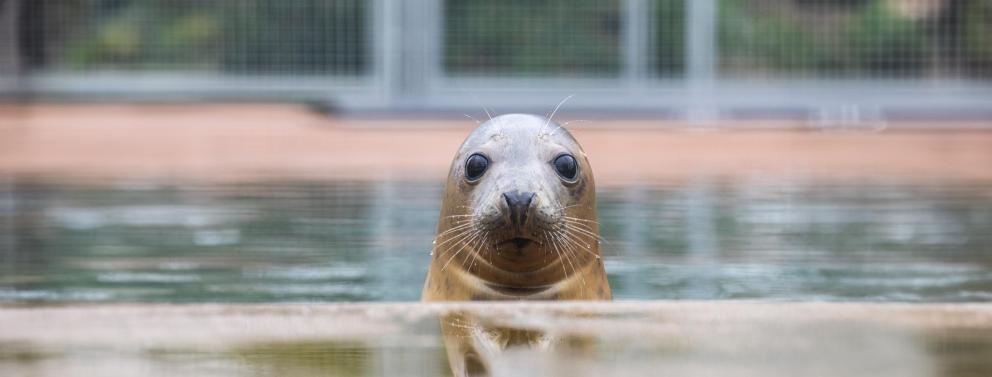 A seal looking to camera with water in the background.