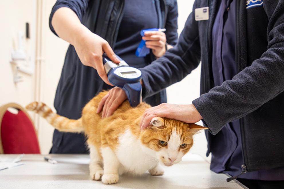 Staff from RSPCA West Hatch animal host a free microchipping event, here two members of staff are microchipping a white cat.