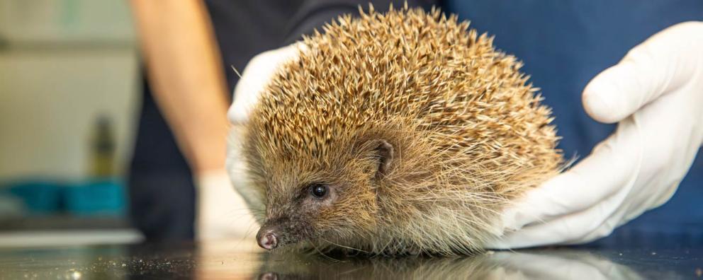 An injured hedgehog is assessed by veterinary staff at RSPCA West Hatch Wildlife centre.