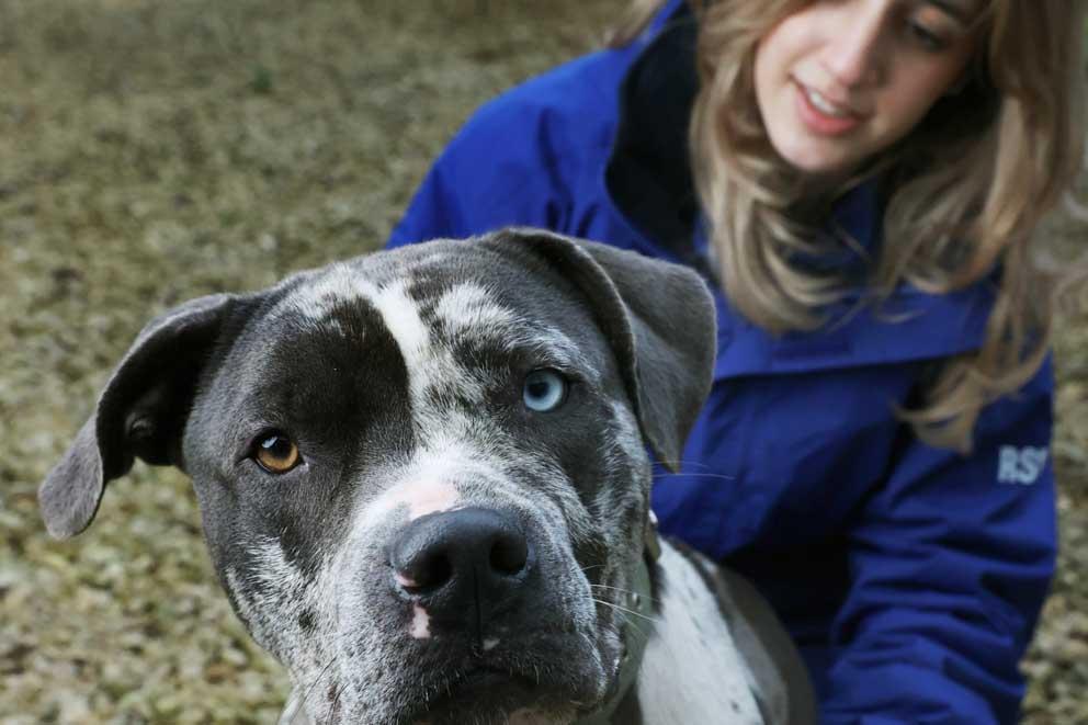 An RSPCA inspector and dog at the Somerset  branch.