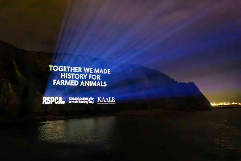 Joint RSPCA, CIWF and KAALE projection onto the white cliffs of Dover to celebrate the success of the live animal export campaign.