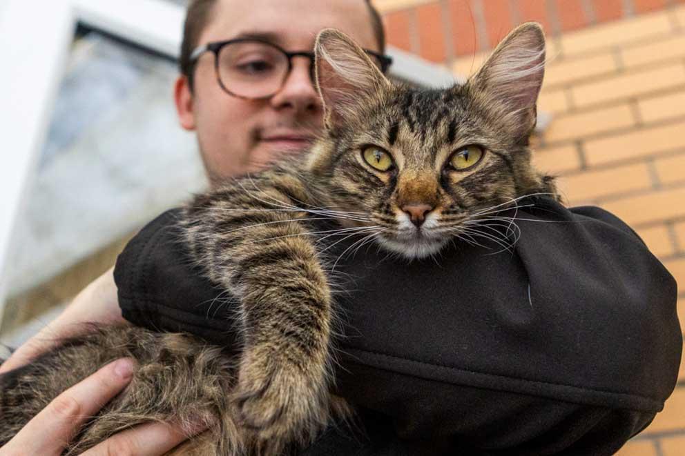 An affectionate medium-haired cat named Mango at RSPCA Bristol and District Branch,