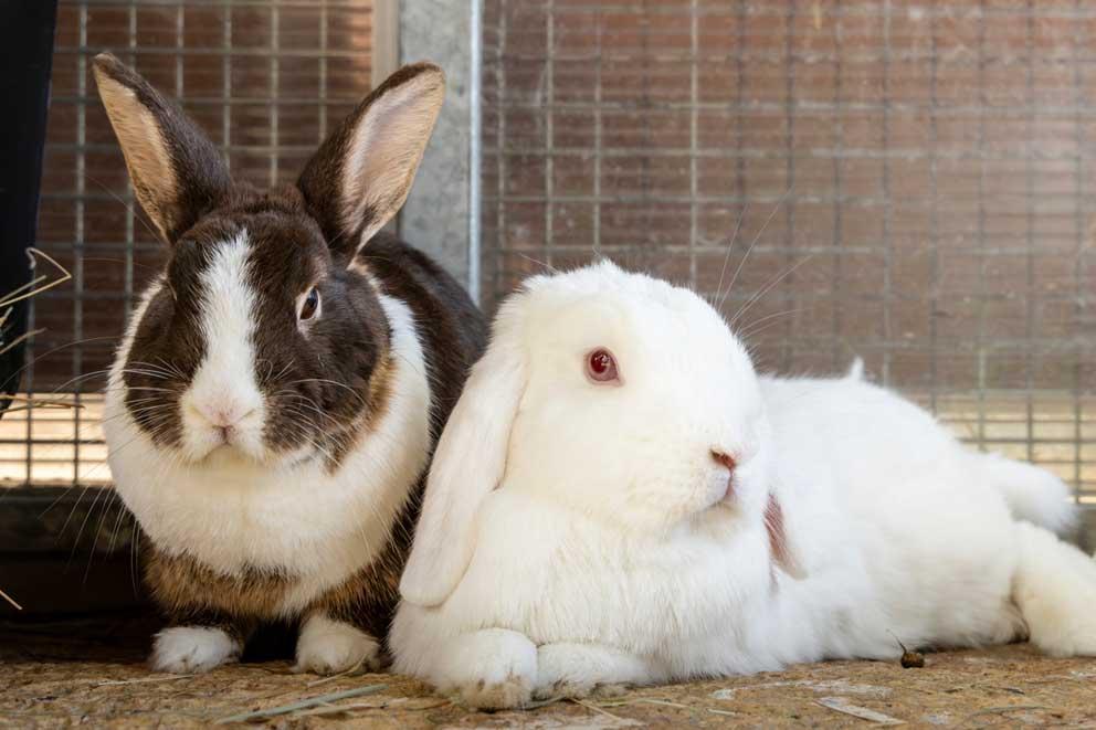 Long stay rabbits Travis and Pearl at Southridge Animal Centre.