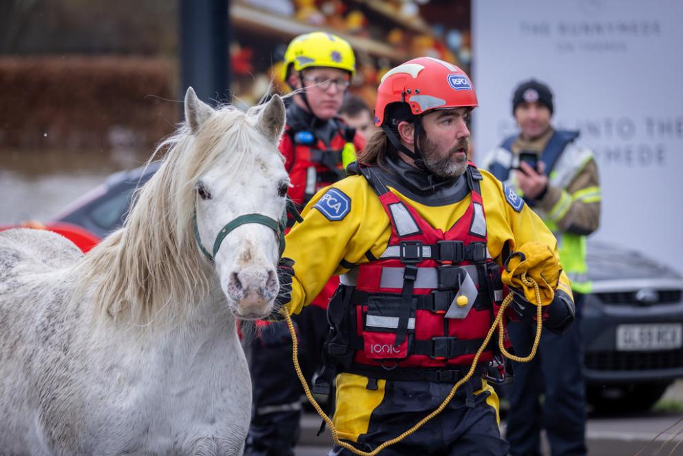 RSPCA rescue officer leading a horse away from a flood.