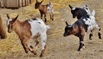 Goats trotting