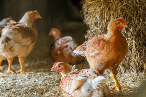 A group of chickens standing  on straw.