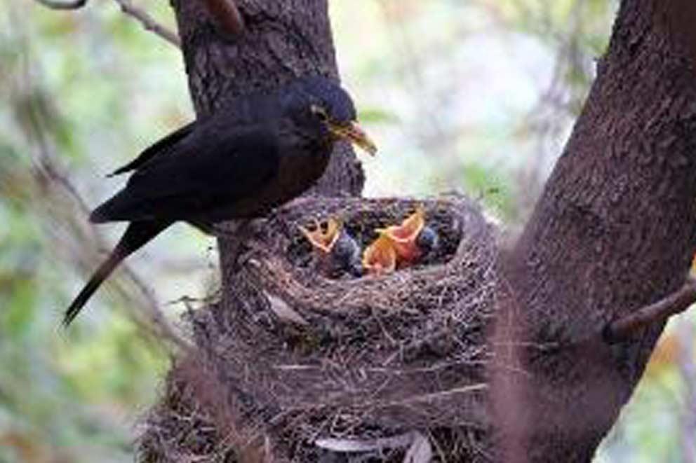 Mother bird feeding chicks in a nest.