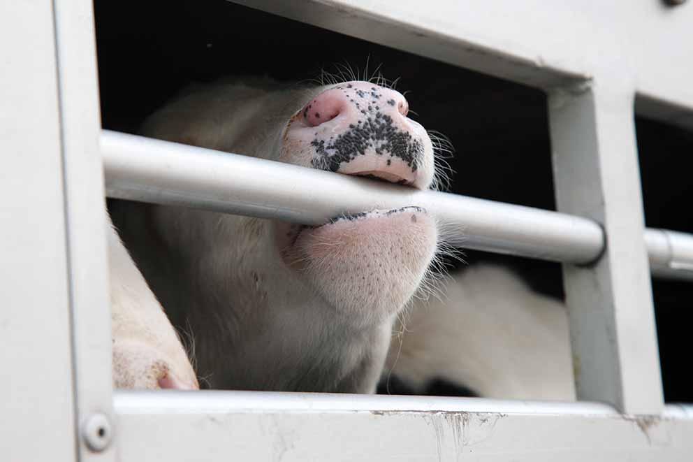 A cow biting down on the bars of a truck in transit.