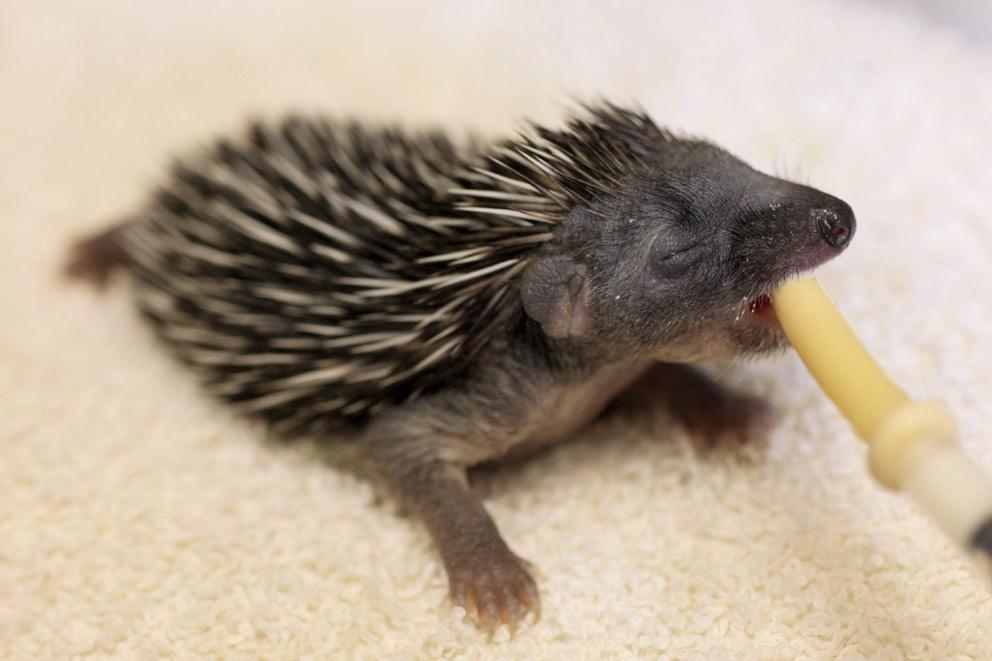 A baby hedgehog being bottle fed.