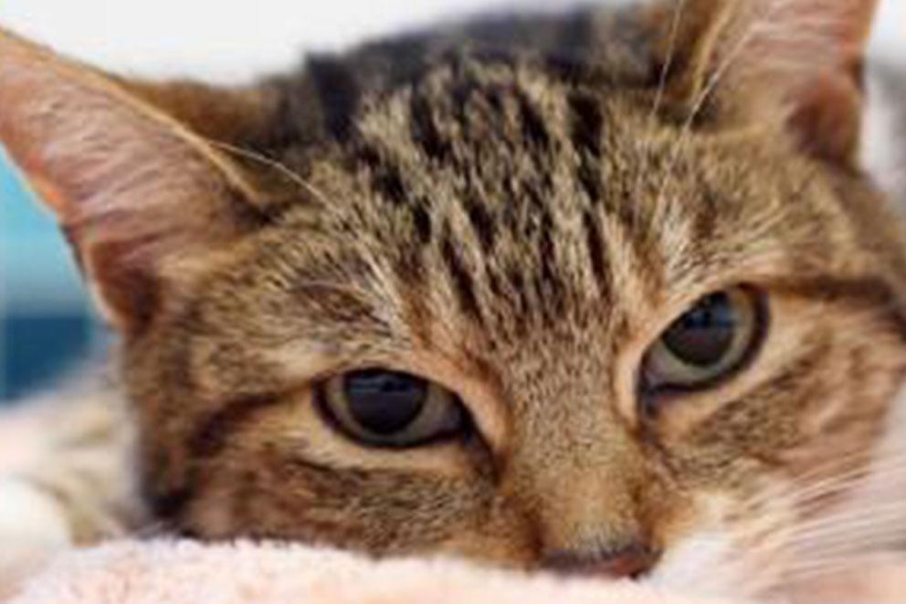 Close up photo of tabby cat face