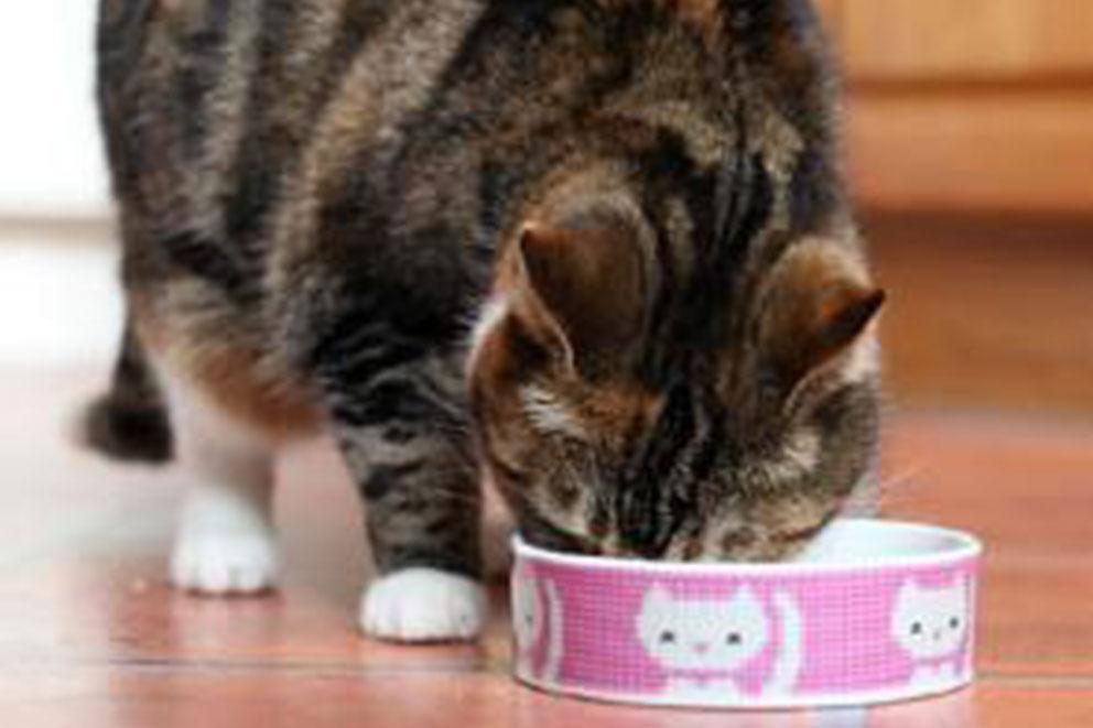 Black and tan cat eating from pink bowl