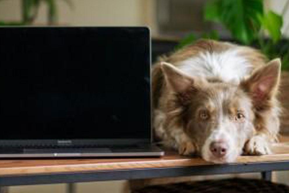 Dog lying on their paws on a table next to an open laptop.