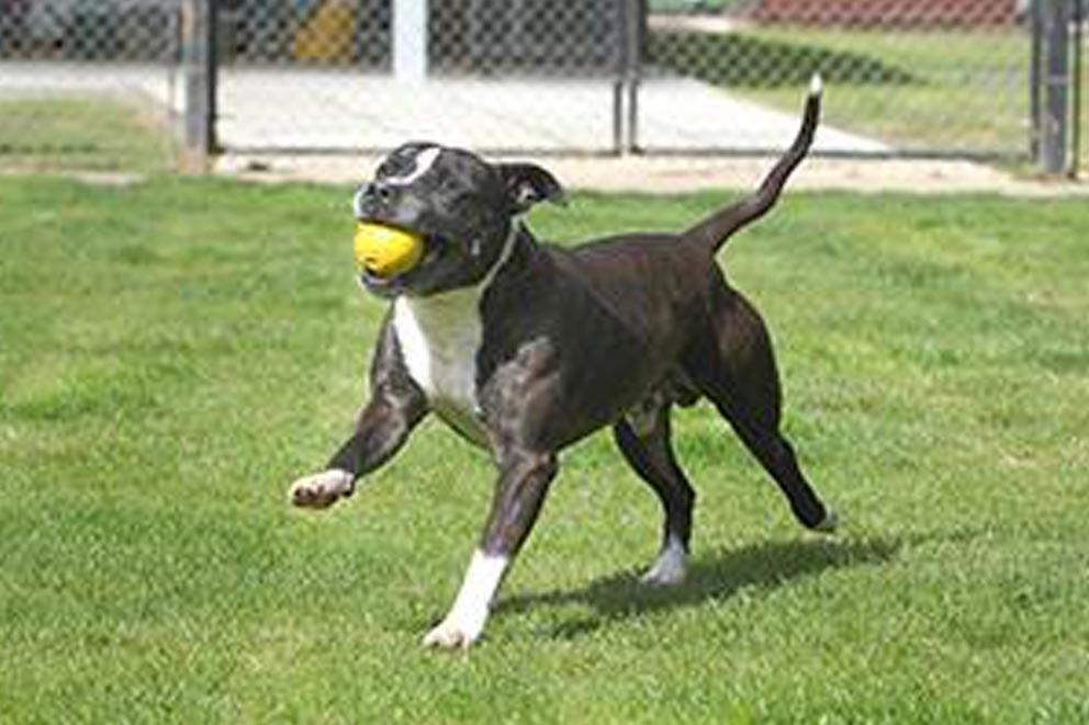 Dog in the garden with a ball in their mouth.