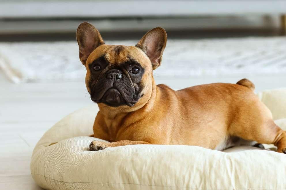 Brown french bulldog laying on a cream bed on the floor looking at the camera