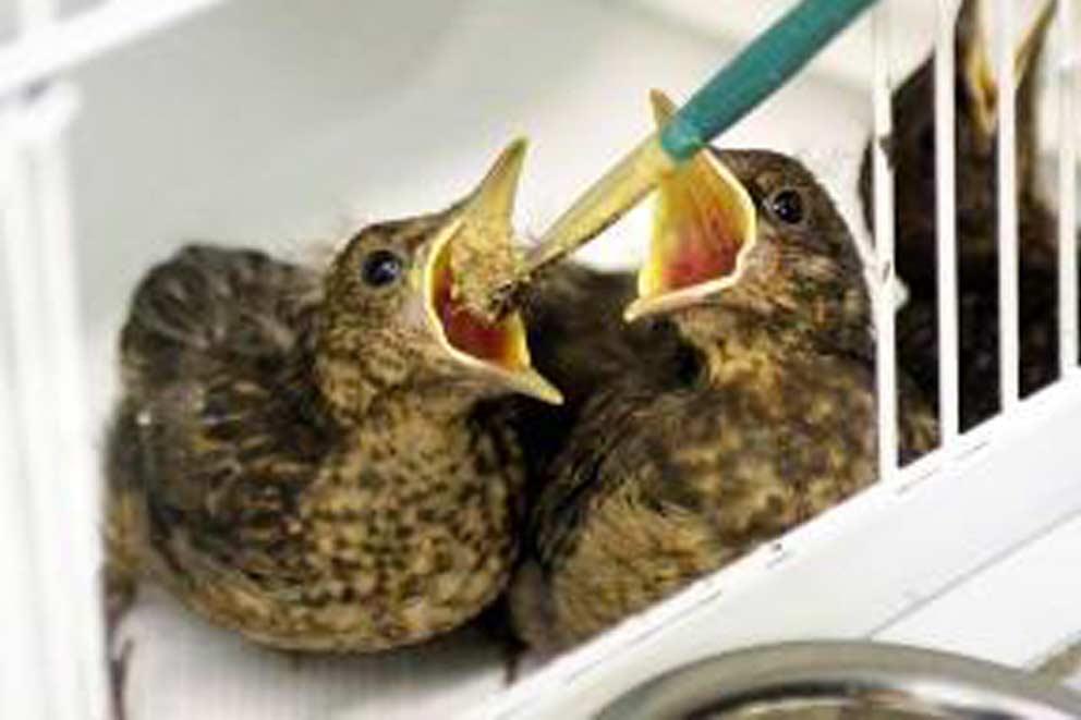 A pair of baby birds being fed by animal care assistant.