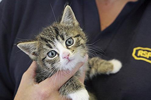 small kitten being held by worker