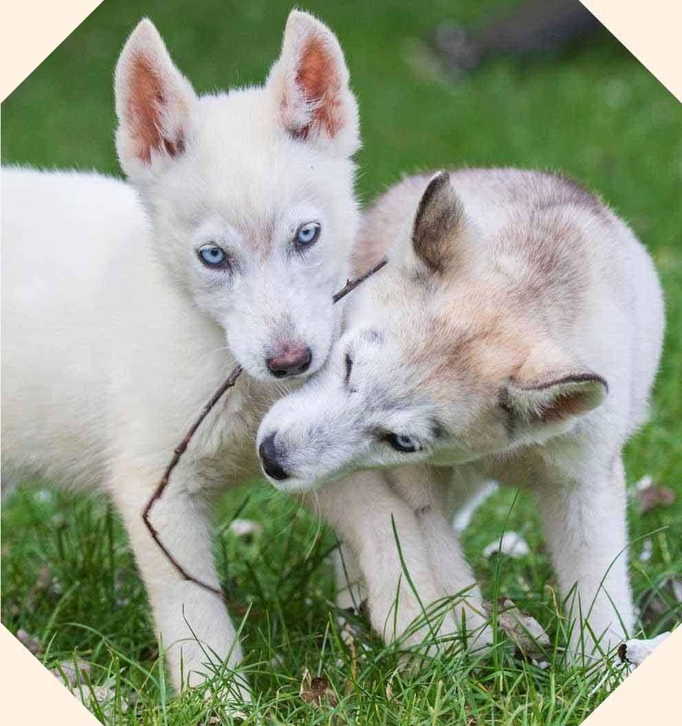 Pair of Huskey puppies playing in the grass.