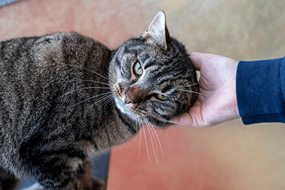 A cat being stroked by a person.