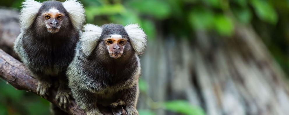 Two marmosets sitting on a branch