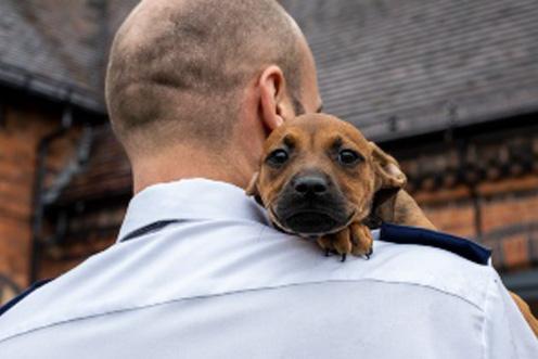 An inspector holds a puppy on his shoulder, he has his back to the camera while the puppy looks down the lens